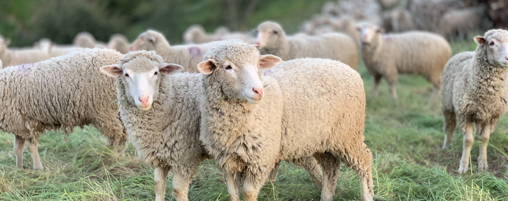 Ashburton sheeps - rental cabin
